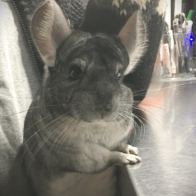 CTO(Chinchilla the Technical Officer)